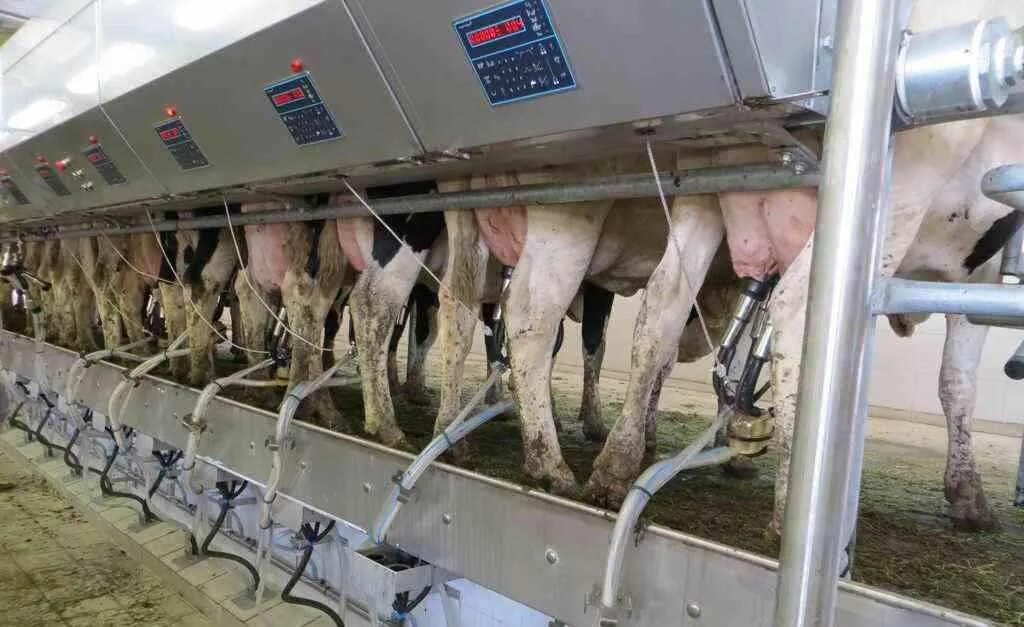 Методы разведения сельскохозяйственных. Мясная продуктивность крс. молочная продуктивность крс. молочно-мясное животноводство. разведение сельскохозяйственных животных.