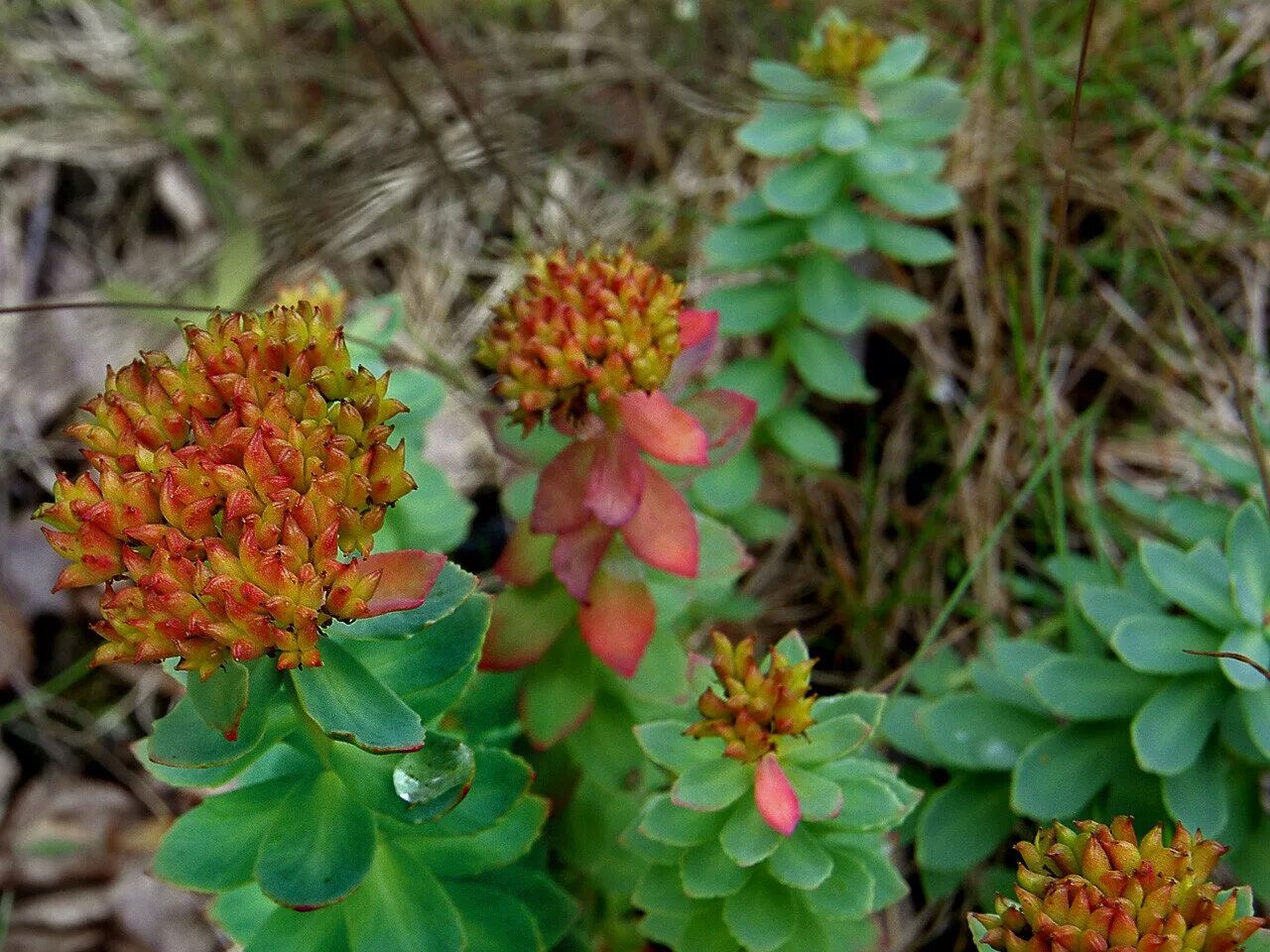 Золотой корень родиола. Родиола розовая Rhodiola rosea. Золотой корень Rhodiola rosea. Родиола Сахалинская.