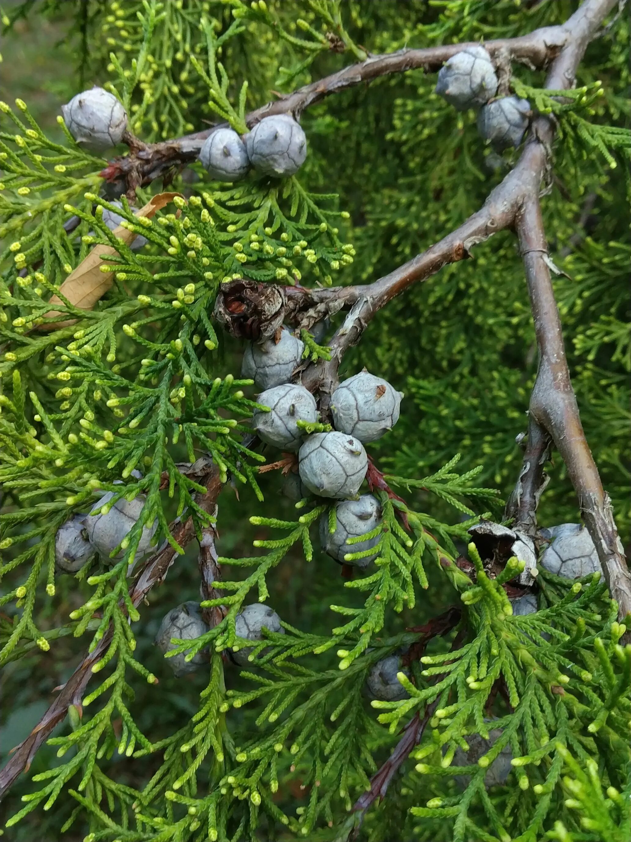 Плоды кипариса. Кипарис вечнозеленый шишка. Кипарис вечнозеленый (cupressus sempervirens). Плоды кипариса. Кипарисовик нутканский шишки.