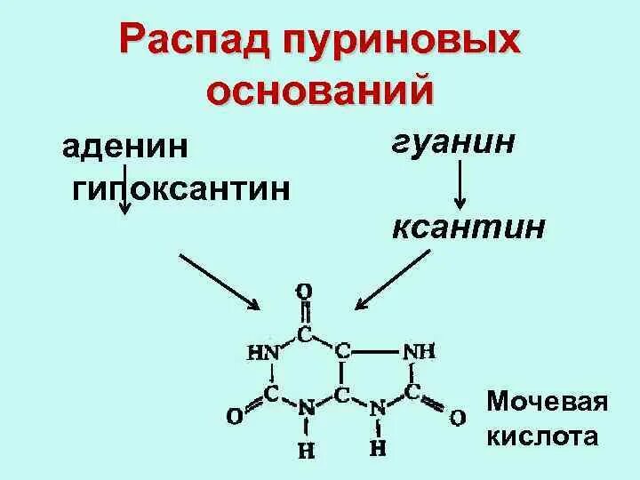 Нуклеотид является мономером белков. Распад пуриновых оснований. Распад пуриновых и пиримидиновых оснований. Распад пуриновых нуклеотидов цикл. Синтез аденина.