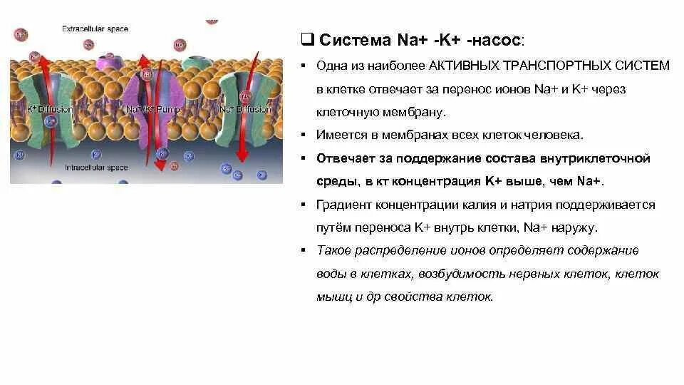 Мембрана аппарата гольджи. Транспортную систему клетки составляют. Мембранные структуры клетки комплекс гольджи. Органоид на рисунке обозначен течение. Транспортные системы клеток.