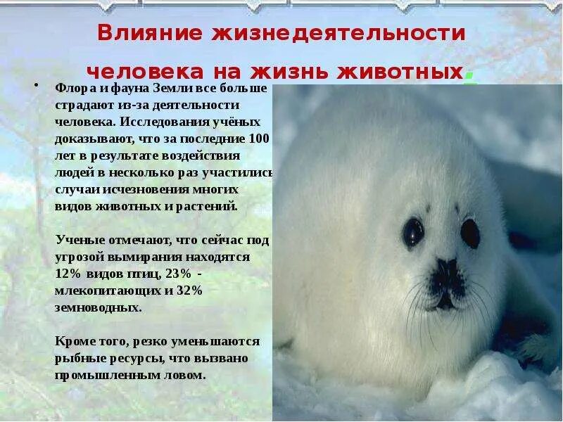 Влияние растений на жизнь животных. Как человек влияет на животных. влияние жизнедеятельности человека на жизнь животных. влияние человека на животный мир. влияние человека на флору и фауну.