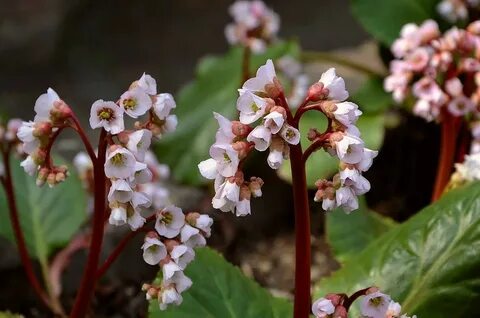 Bergenia crassifolia сырье