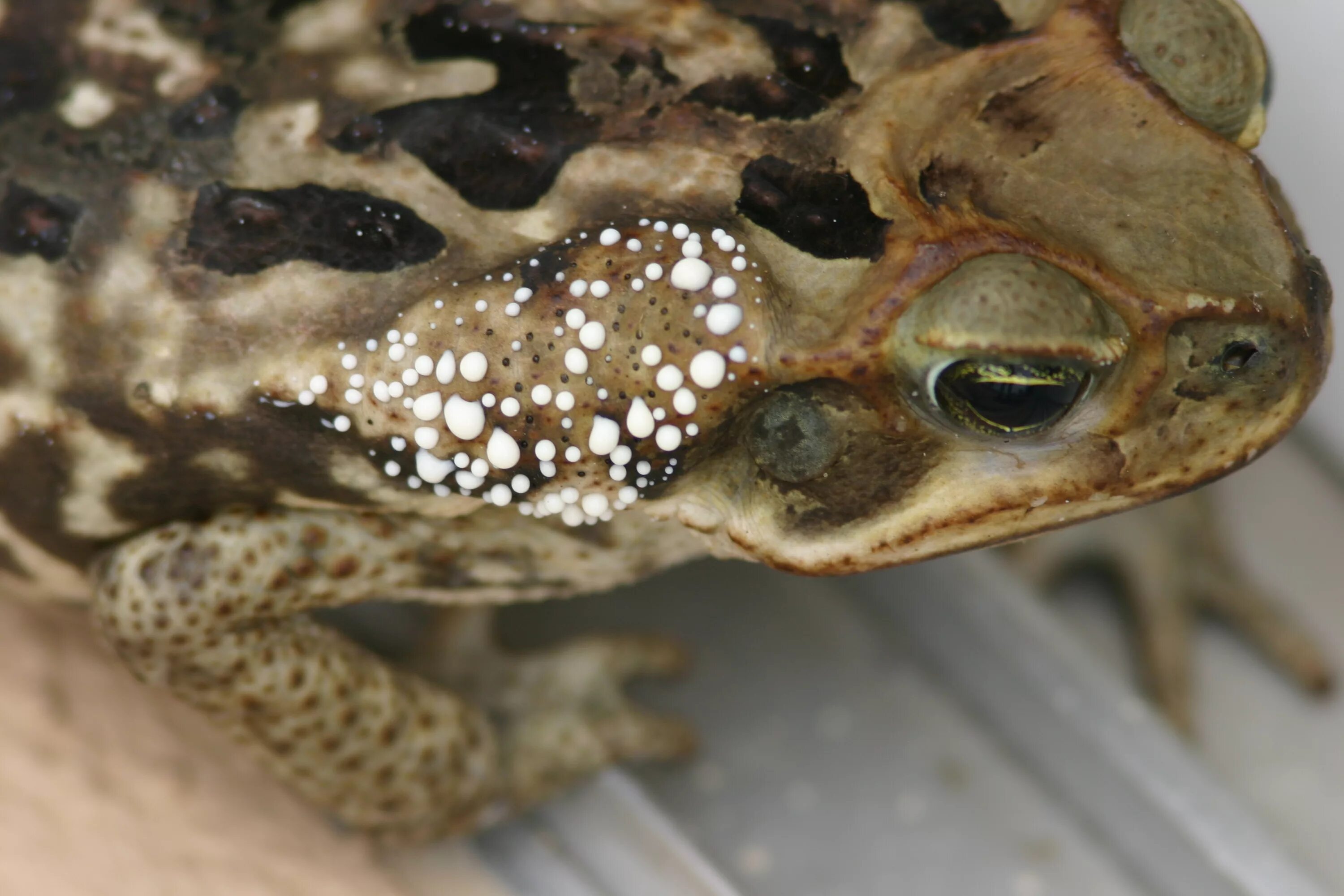 Жаба ага яд. Суринамская жаба ага. Жаба буфотоксин. Тростниковая жаба (Bufo Marinus).