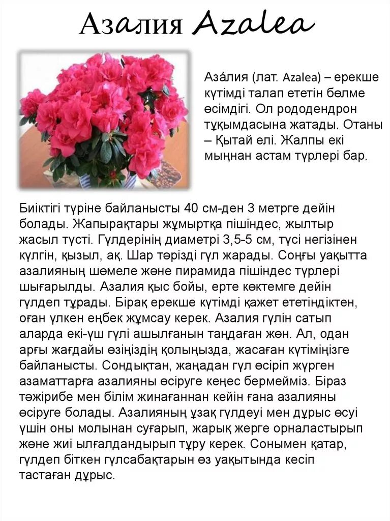 Значение имени азалии. Значение имени азалии