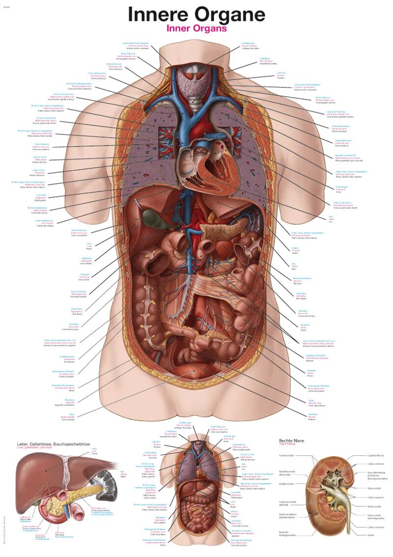 Internal organs. Внутренние органы. Внутренние органы человека. Анатомия человека внутренние органы. Строение человеческих органов.