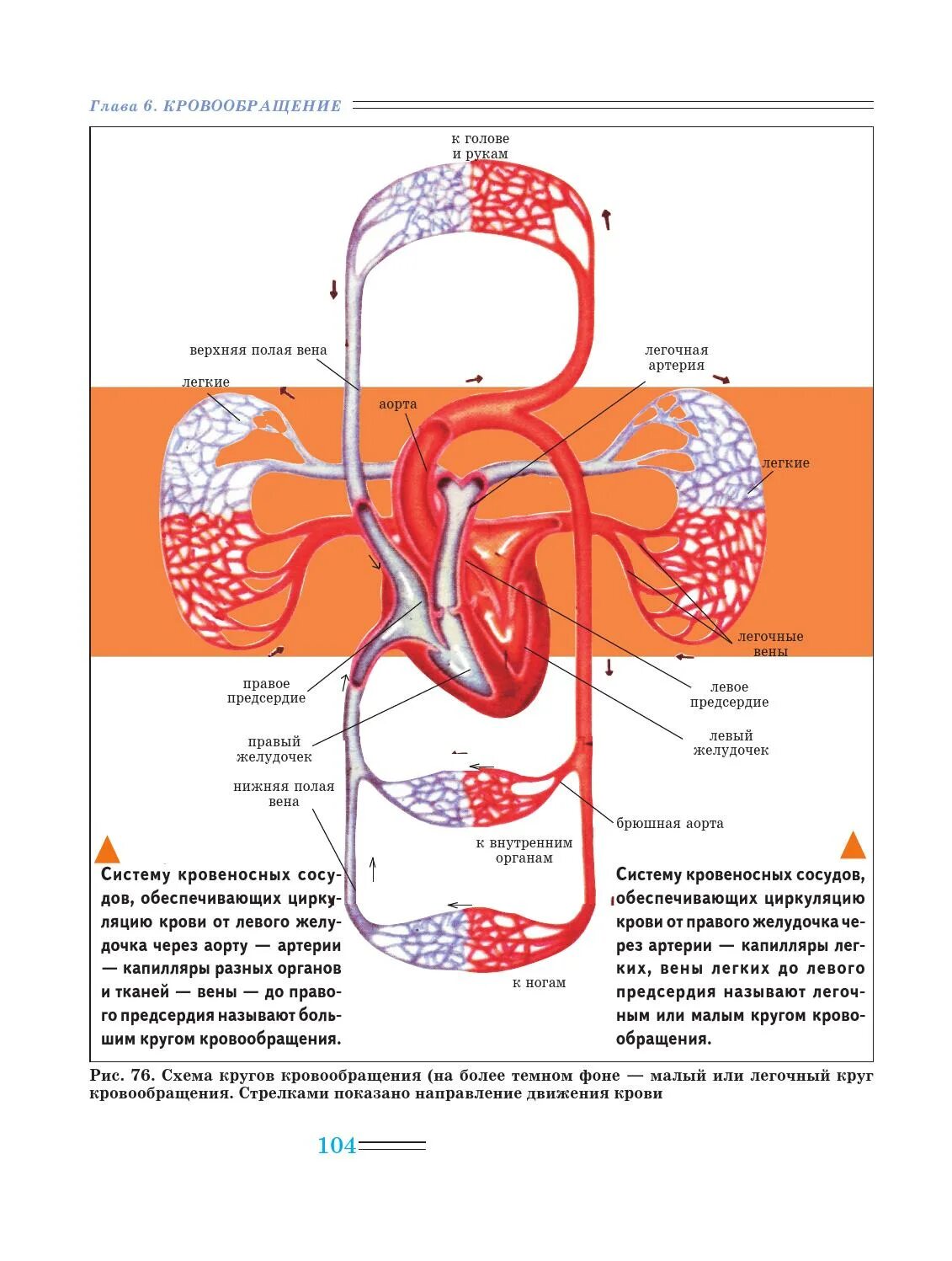 Движение крови по сосудам большого круга кровообращения схема. Сердечный круг кровообращения схема. Большой круг кровообращения схема. Большой и малый круг кровообращения схема. Круг кровообращения голова
