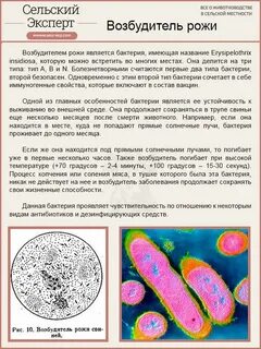 Рожа у людей лечение