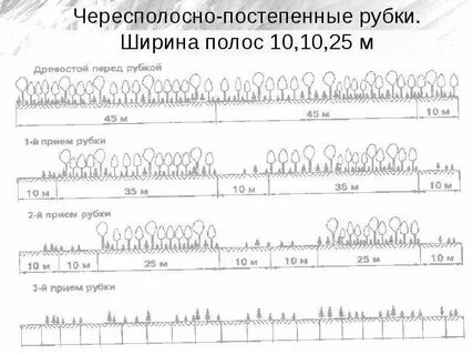 Постепенные рубки