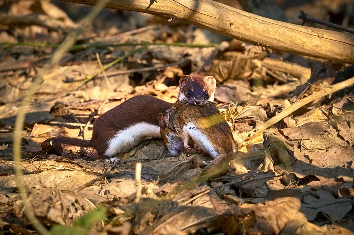 Доклад про ласку. Ласка зверек хищник. Опасна ли ласка. Mustela nivalis белая. Ласка mustela nivalis linnaeus, 1766 ареал.