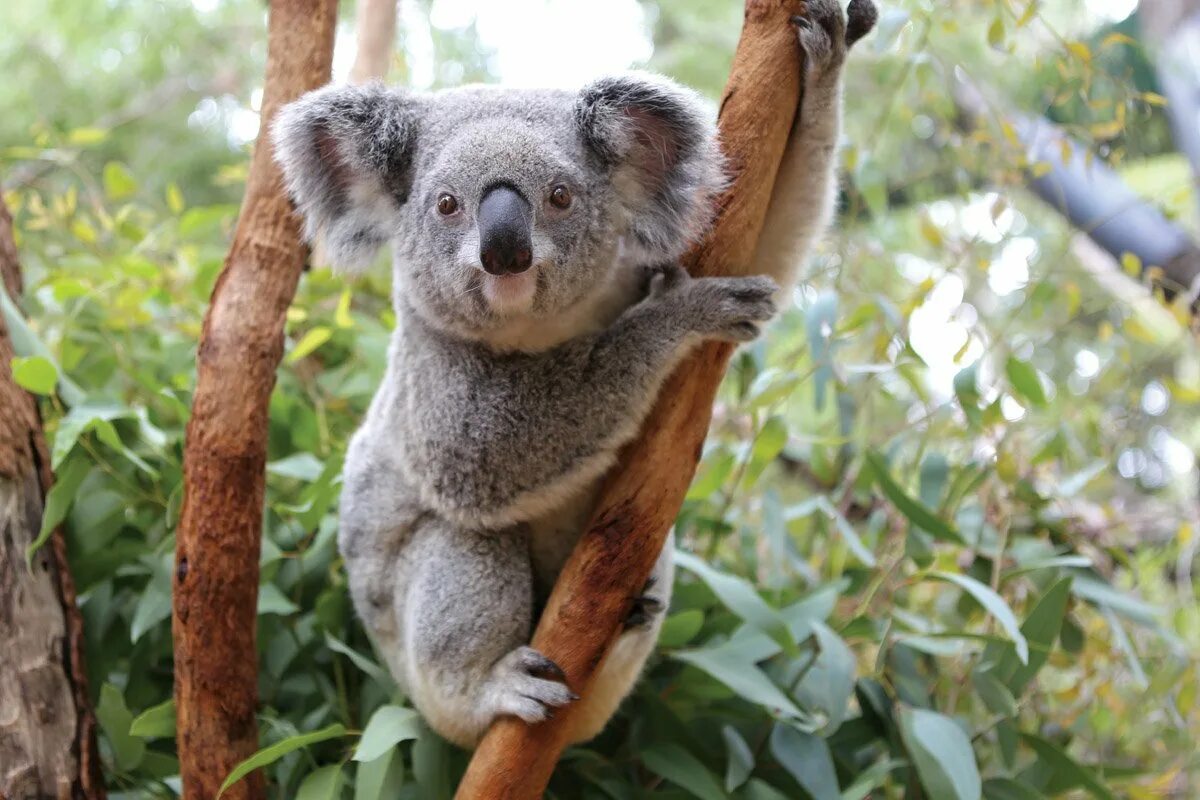 Сколько живут коалы. Сумчатые животные коала. Австралийская коала. Эндемики Австралии коала. Австралийский сумчатый медведь коала.