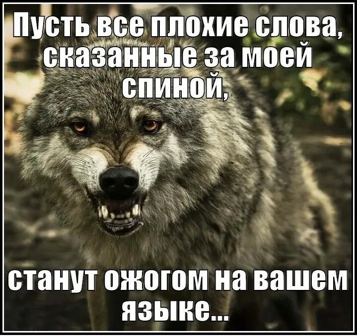 Плохие слова в мире. Плохие слова. Волк терпит. Мусульманский волк. Волк за спиной.