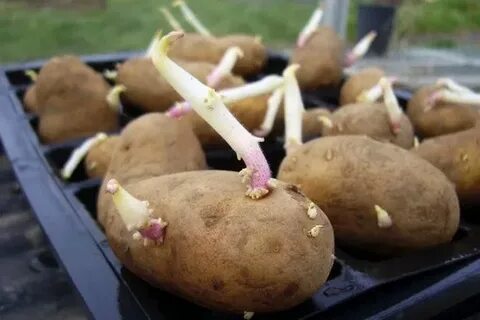 Сколько дней нужно проращивать картофель