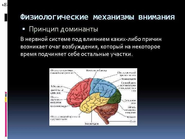 Принципы развития внимания принцип. Физиологические механизмы внимания. Механизм формирования внимания. Физиологические основы внимания. Физиологические основы внимания в психологии.