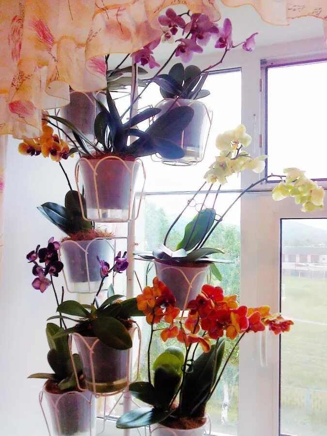 Орхидеи в горшках на подоконнике. Фаленопсис на подоконнике. Распорная подставка для орхидей. Фаленопсисы на окне. Стеллажи для орхидей на окно.