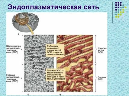 Гладкая сеть