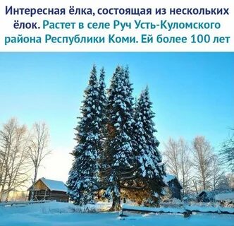 Ели ок