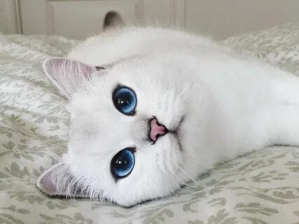 Котики с красивыми глазами
