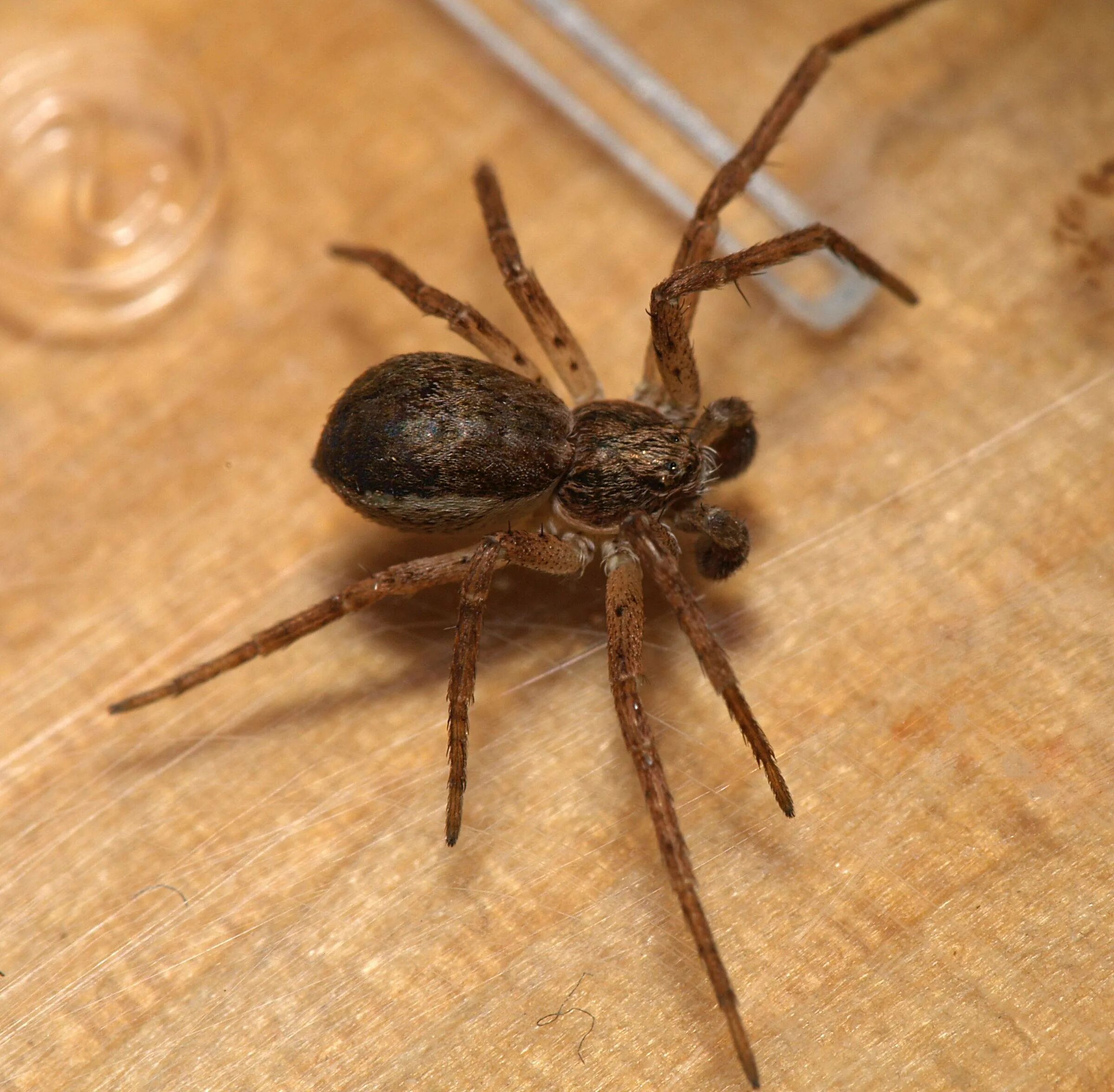 Паук Badumna insignis. Philodromus Aureolus. Philodromus SP паук. Черные домашние пауки.