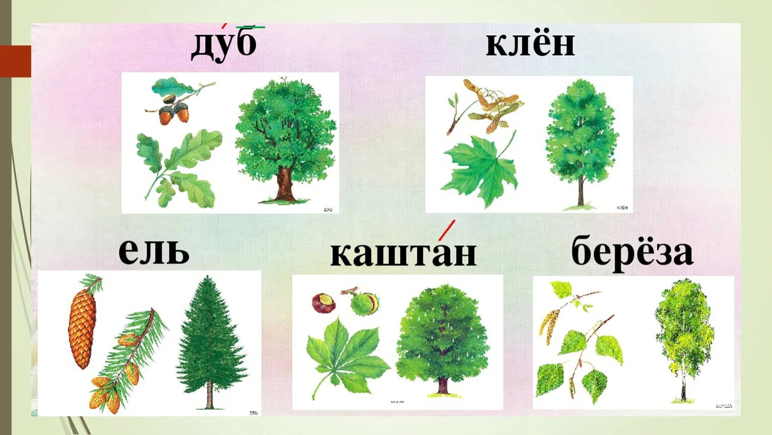 Деревья и листья в картинках для детей с названиями