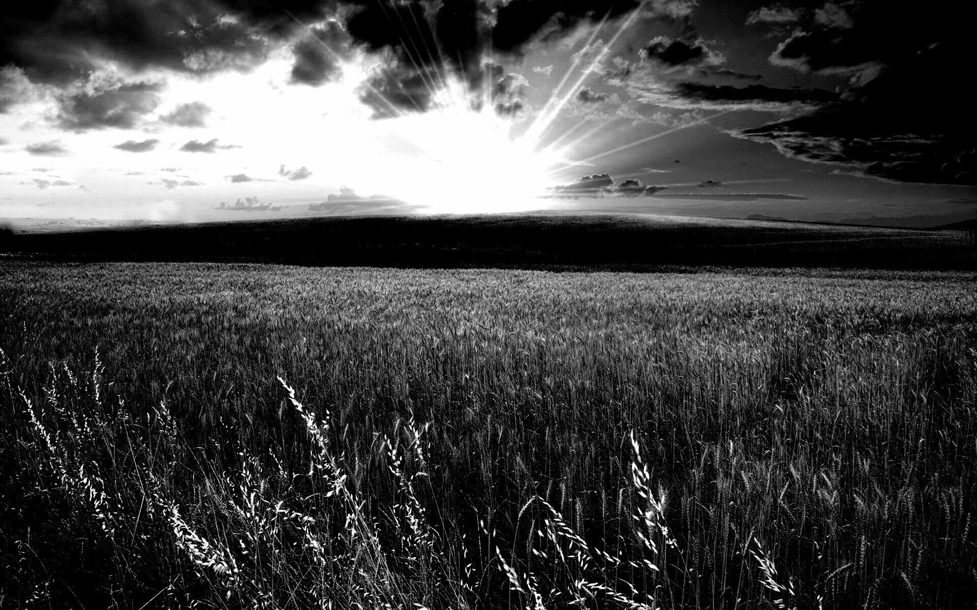 Поле черно белое. Пейзаж в черно белых тонах. Серое поле. Поле черно белое. Темное поле.