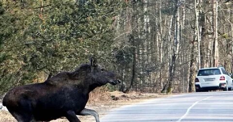 Штраф за лося на дороге