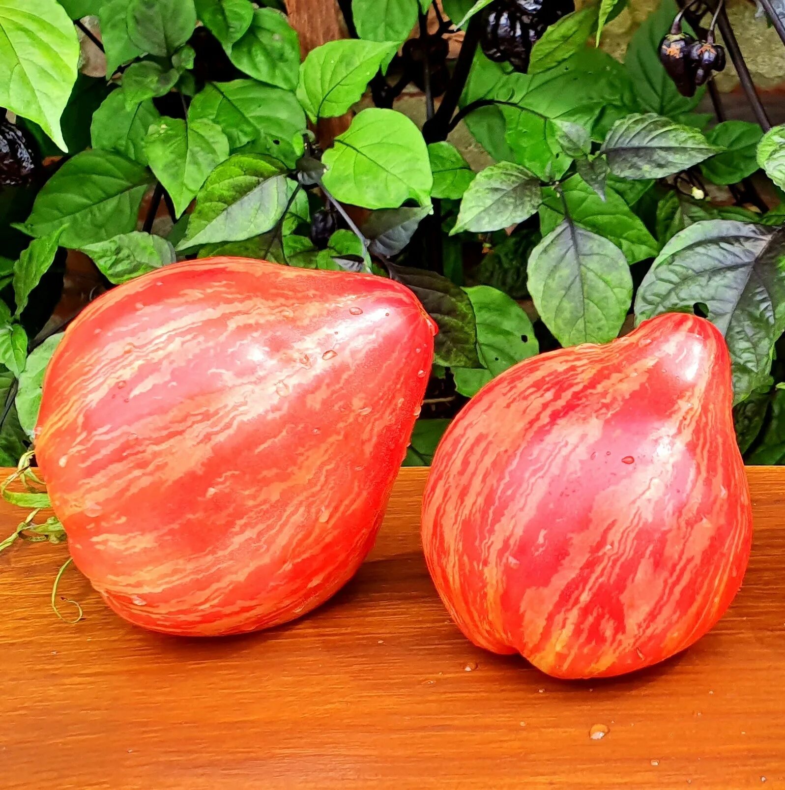 Томат долговязая салли семена. Томат длинная высокая салли. Томат долговязая салли семена. Томат долговязая салли. Сорт помидор долговязая салли.