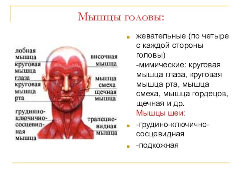 Мышца гордецов. Мышцы головы мышца смеха. мышцы головы мимические и жевательные. круговая мышца головы.