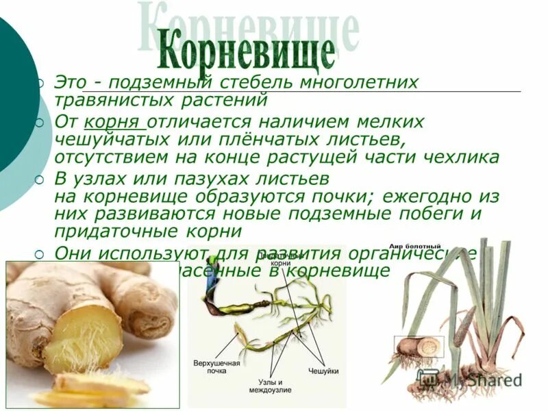 Отличить корень