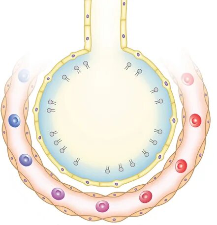 Альвеолярный сурфактант. Art fact soft surfactant complex. +surfactant +heptan. Лёгочный сурфактант. +surfactant +heptan.