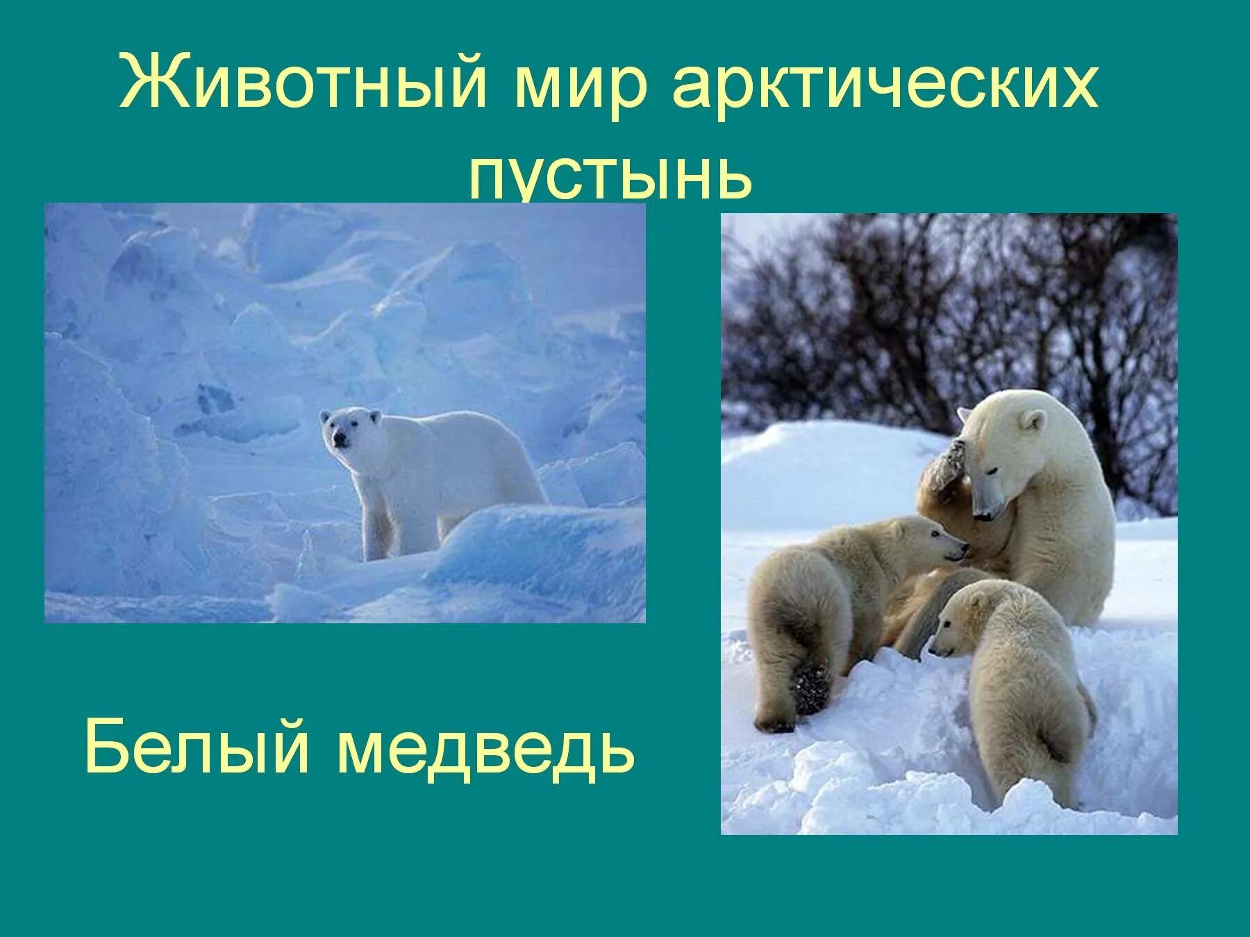 Определите животных арктических пустынь. Животный миарктических пустынь. Животный мир арктических пустынь. Животный мир арктической пустыни. Арктические пустыни животные.