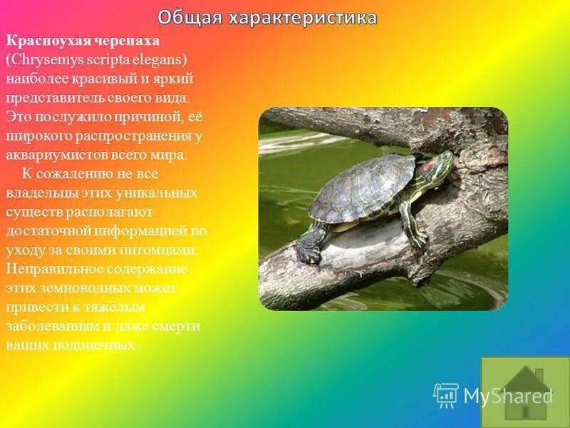 Презентация про черепаху