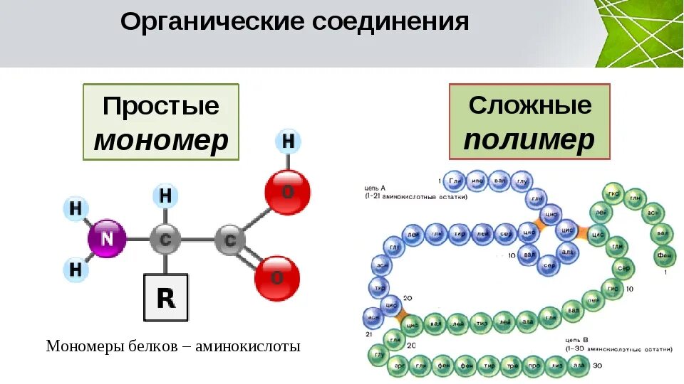 Мономеры органических молекул. Органические вещества полимеры и мономеры. Органические вещества клетки полимеры и мономеры. Мономеры полимеры биополимеры. Органические вещества молекулы полимеры.