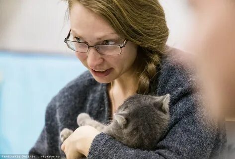 Кошки томск