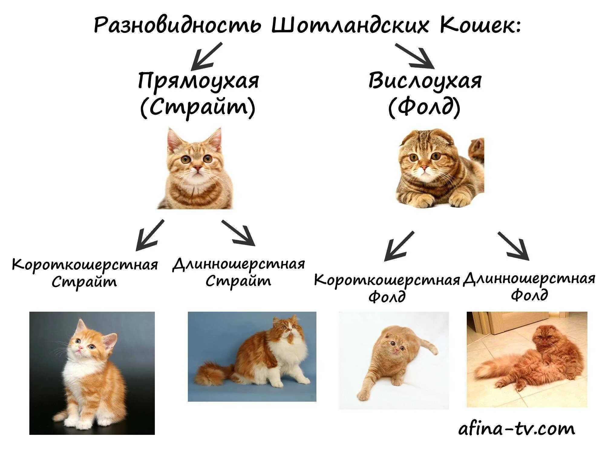 Скоттиш фолд и страйт отличия. Шотландская вислоухая кошка классификация. Характер кота. Породы кошек схема.