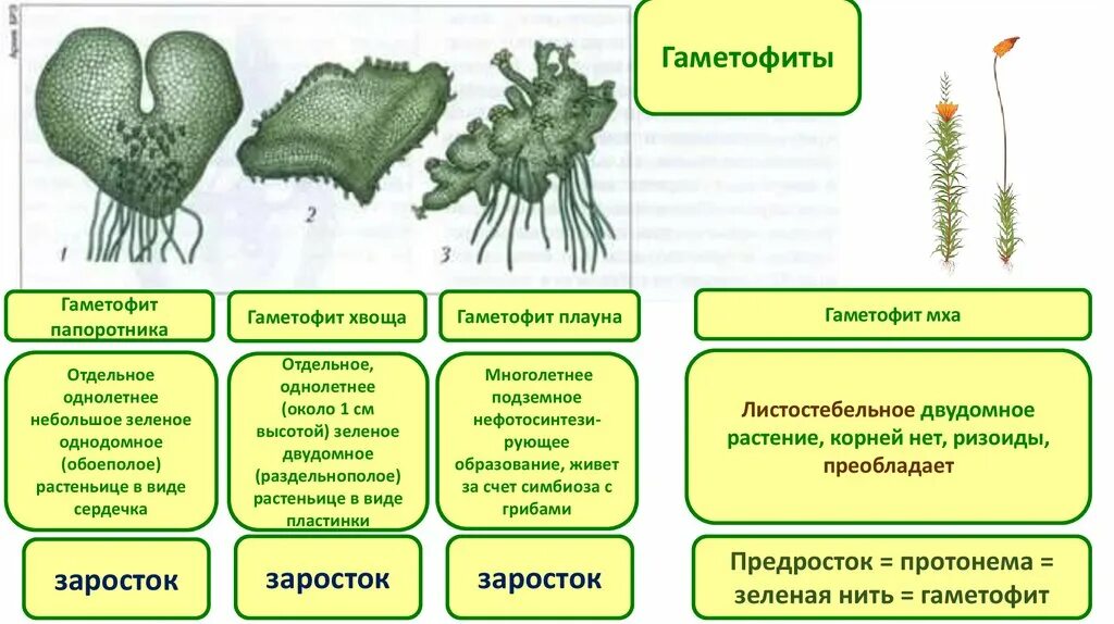 Печеночные мхи. Класс печеночные мхи. Печеночные мхи презентация. Печеночные мхи представители. Однодольные листостебельные мхи папоротниковые бурые водоросли