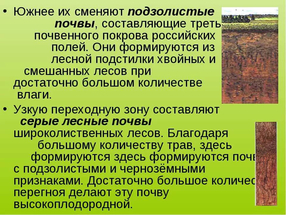 Почвы россии 4 класс 21 век презентация. Подзолистые почвы Брянской области доклад. Лесные подзолистые почвы. Серые Лесные почвы. Земля кормилица.