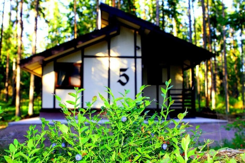 Ильичево ленобласть. П. База отдыха ильичево. Ильичёво (ленинградская область). Ильичёво (ленинградская область).