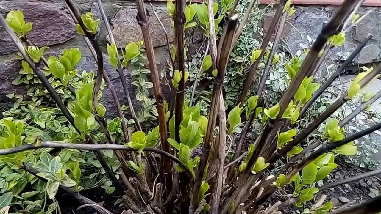 Как реанимировать гортензию после зимы