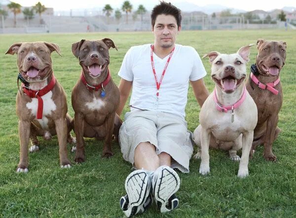 Питбуль команда. Питбуль шоу класса. питбультерьер шоу. питбультерьер шоу класса. собаки шоу класса.