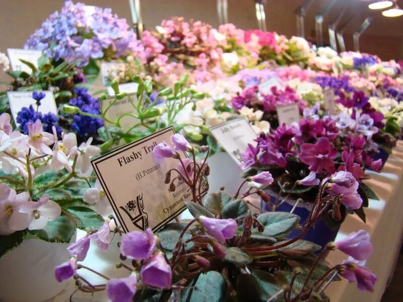 Выставка фиалок в кировском универмаге. Фиалки выставка кировский универмаг. Сенполия пати клоди. Выставка фиалок. Фиалки новая волна 2022.