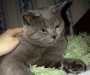 Связка кошек