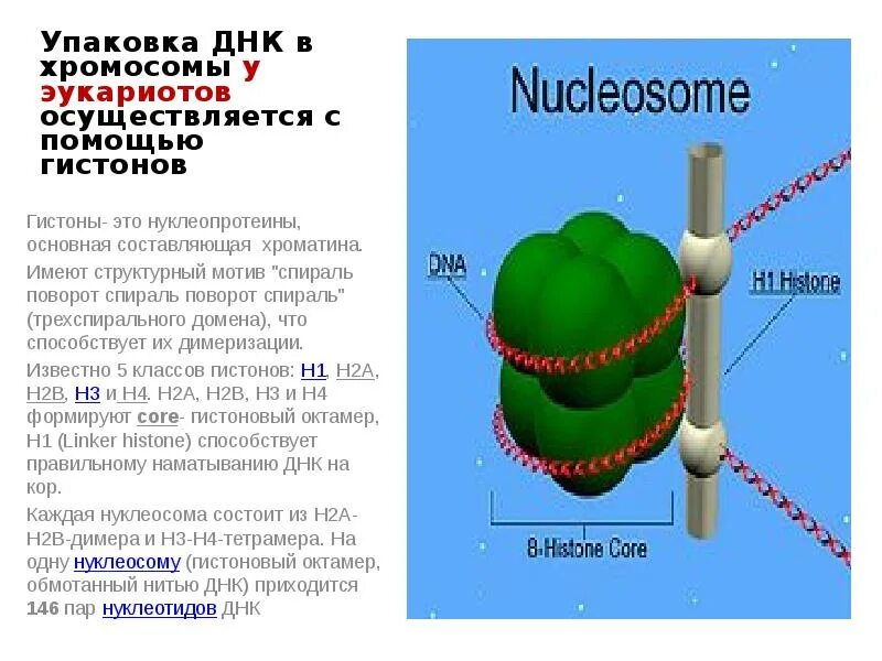 Связана с белками гистонами. Гистоны строение. Упаковка ДНК С гистонами. Нуклеопротеины гистоны. Гистоны в хромосоме.