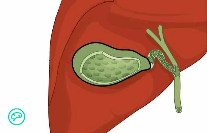 Желчный пузырь мясников. Желчный пузырь на рисунке человека. Желчный пузырь рисунок. Здоровый желчный пузырь.