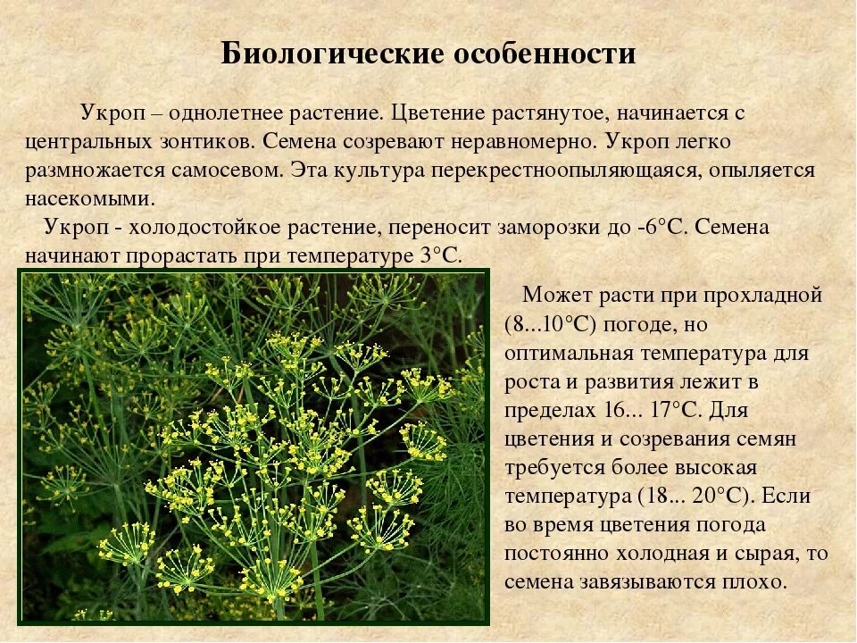 Укроп описание. Укроп однолетнее растение?. Характеристика укропа. Укроп краткое описание. Укроп инструкция по применению цена