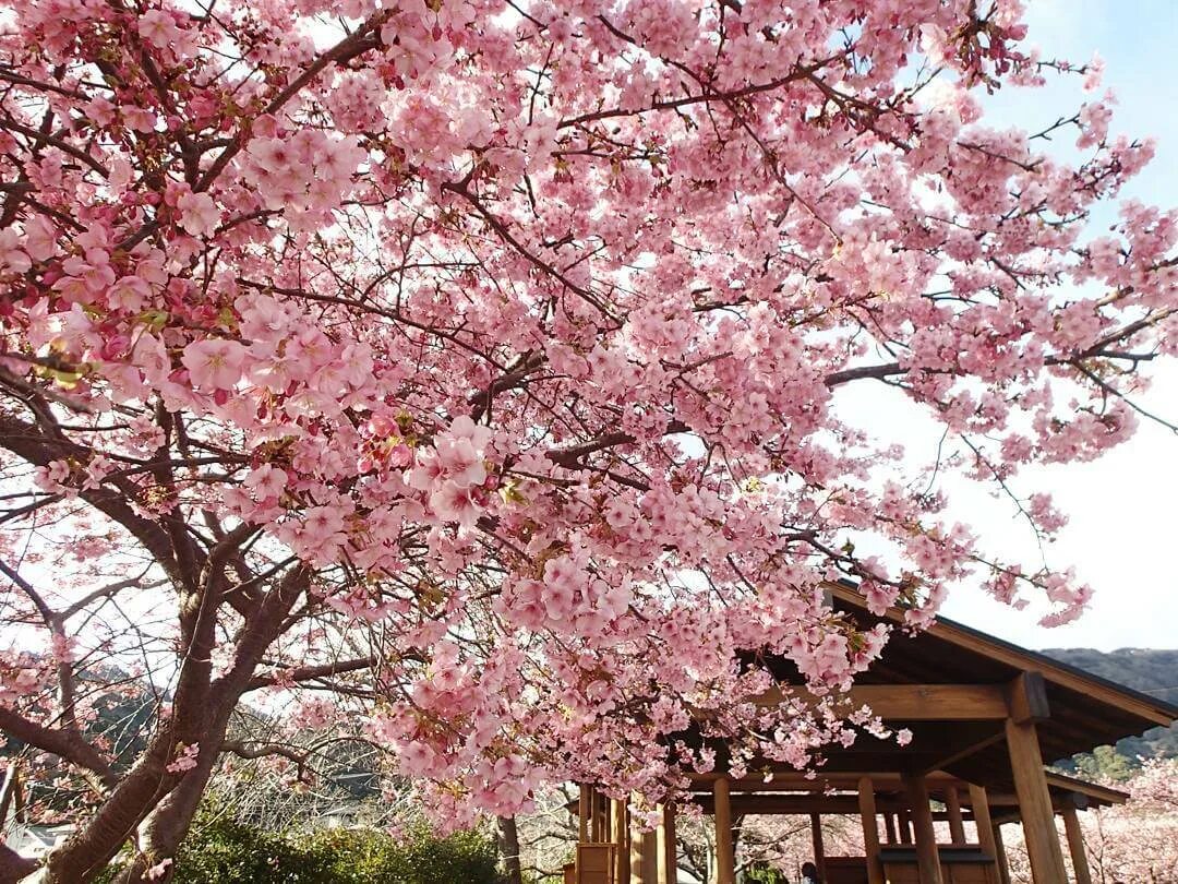 Что такое сакура дерево. Черри блоссом. Сакура черри блоссом дерево. Япония Сакура. Японская Сапура дерево.