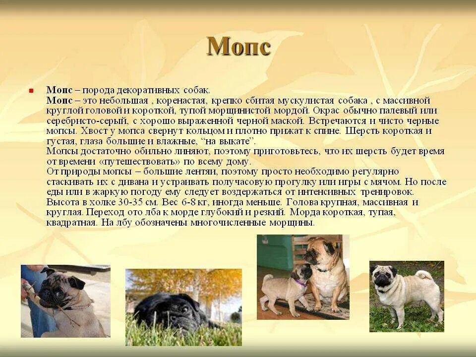 Характеристики немецкой овчарки кобель. Собака характеристика животного. Собака характеристика животного. Презентация про собаку хаски. Собака характеристика животного.