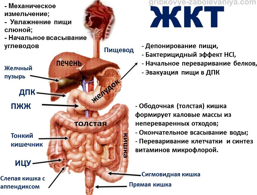 Что делать если не работает кишечник. Схема желудочно-кишечного тракта. желудок и кишечник анатомия. строение и функции желудочно-кишечного тракта. строение отделов желудочно-кишечного тракта.