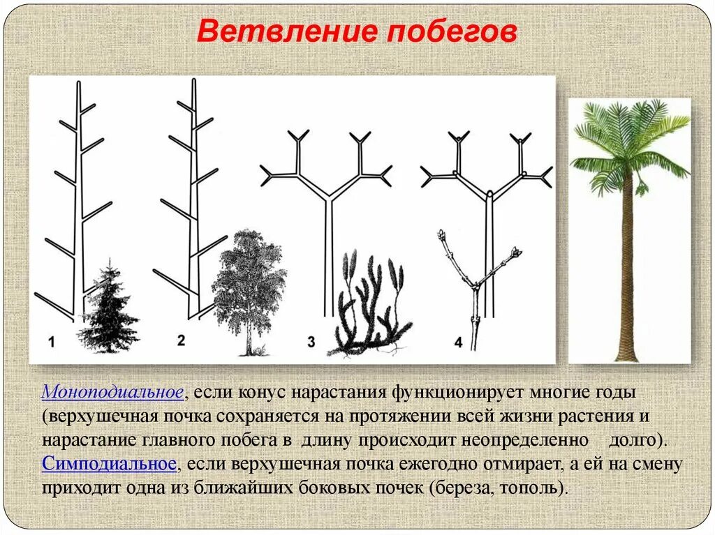 Моноподиальное ветвление побега. Моноподиальное ветвление побега и симподиальное. Типы ветвления побегов. Дихотомическое ветвление стебля.