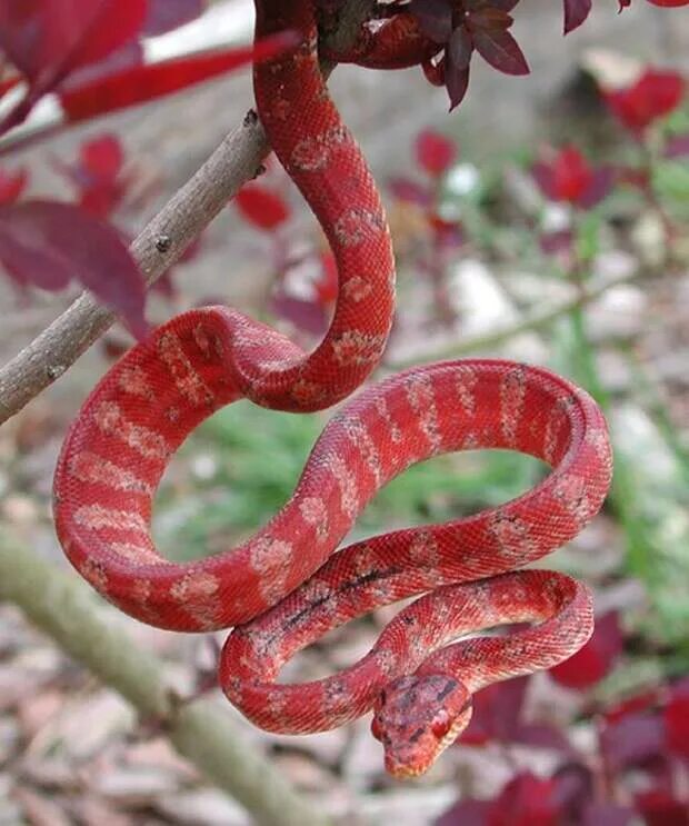 Розовый полоз. Corallus hortulanus. Садовый удав. Змеи. Розовые змеи.